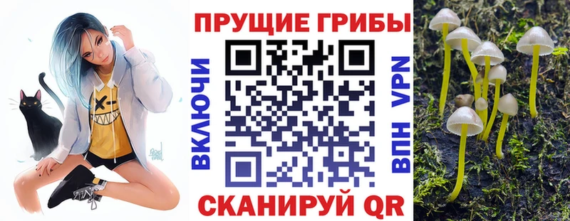 хочу   Ялта  Псилоцибиновые грибы Cubensis 